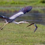 20 Riserva delle Foci dell’Isonzo Birdwatching