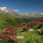 37 Parco Nazionale dello Stelvio