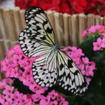 DUBAI FOTO 49 Miracle Garden – Butterfly Garden