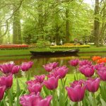 Tulipani-a-Keukenhof-nei-paesi-bassi